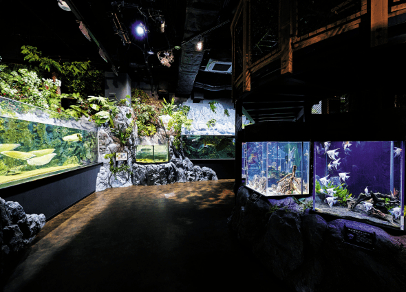 DMM かりゆし水族館